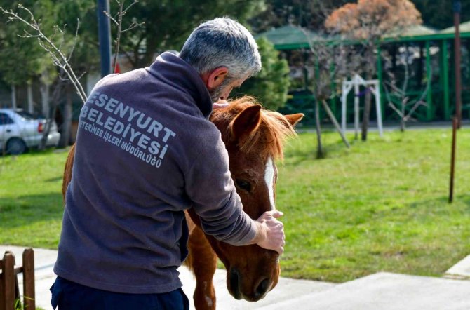 Yerde Yatan Yaralı Atı Esenyurt Belediyesi Kurtardı