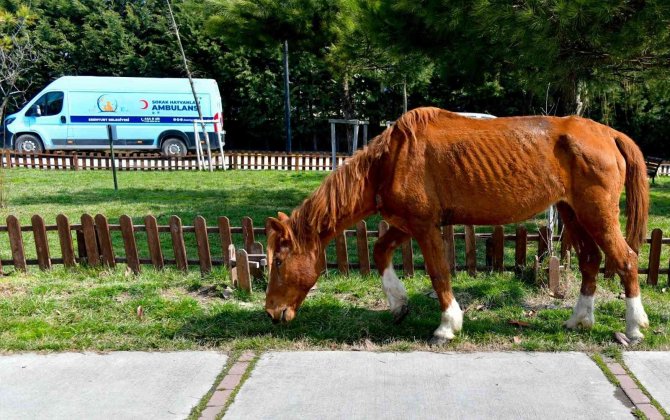 Yerde Yatan Yaralı Atı Esenyurt Belediyesi Kurtardı
