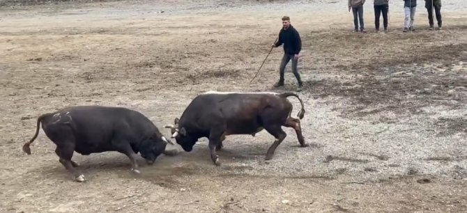 Geleneksel 27. Sarıgöl Boğa Güreşleri Başladı