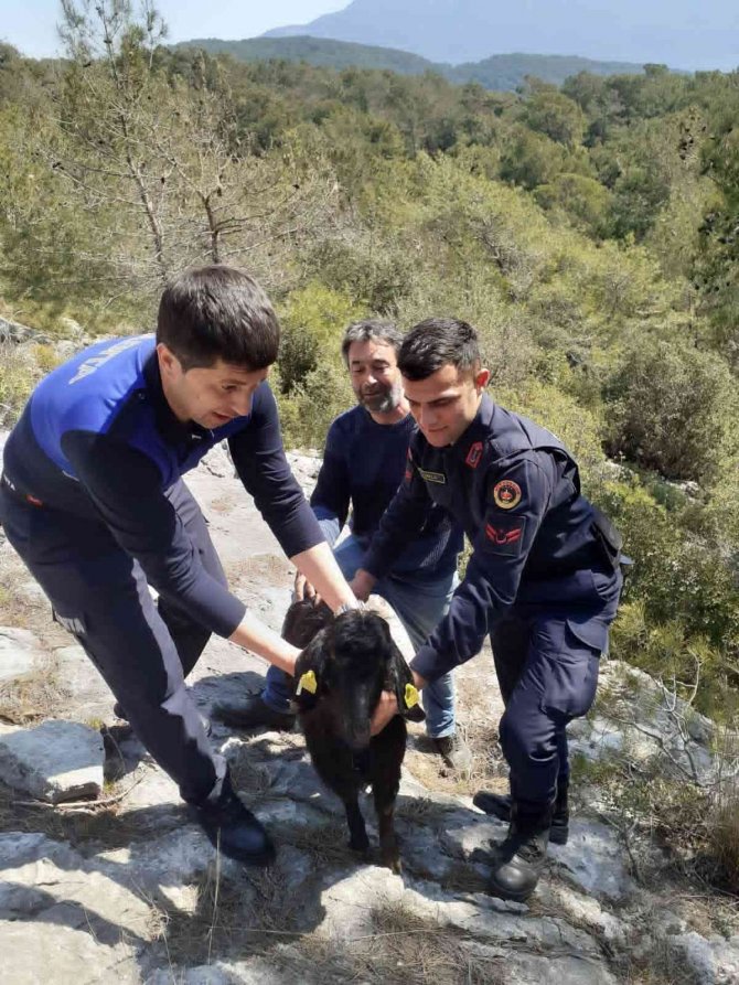 İ̇tfaiye’den Keçi Kurtarma Operasyonu
