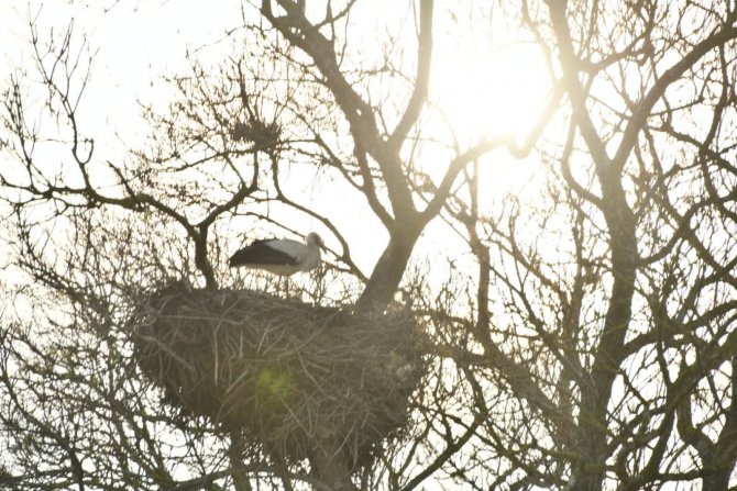 Vali Dağlı’dan Kuş Cenneti’ne Davet: 