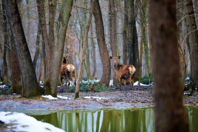 Doğal Yaşamın Geyik Ve Ceylanları, 20 Taneydi 200 Oldu