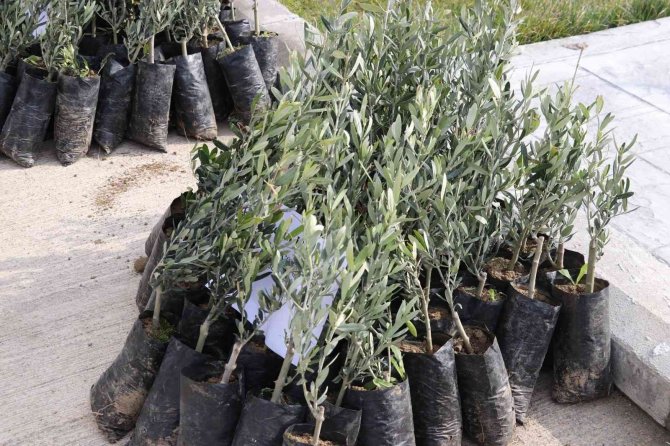 Samsun Zeytincilikte Küllerinden Doğuyor