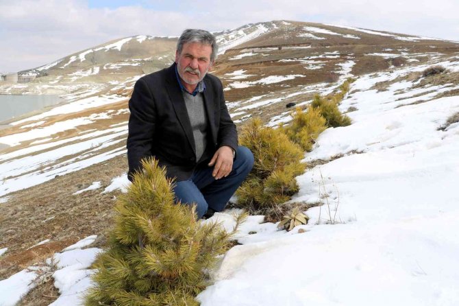 Büyük Umutlarla Oluşturulmak İstenen Orman, Keçilere Yem Oldu