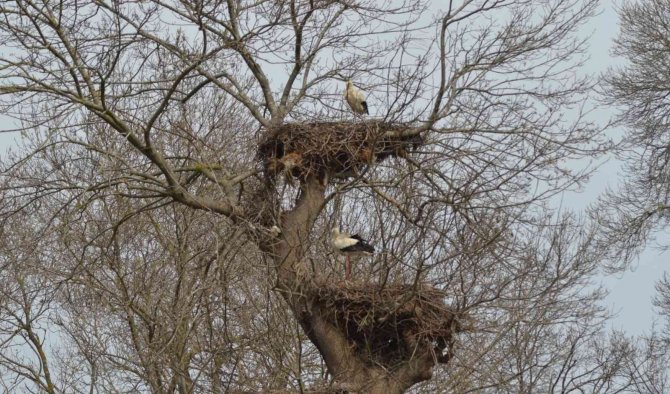 Baharın Müjdecisi Leylekler Geldi