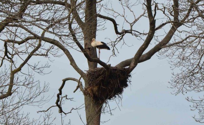 Baharın Müjdecisi Leylekler Geldi