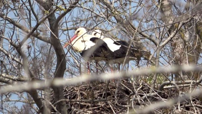 Baharın Müjdecisi Leylekler Geldi