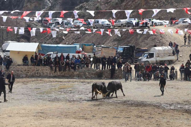 27’inci Sarıgöl Boğa Güreşleri Başladı Sona Erdi