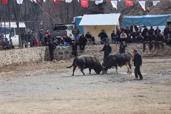 27’inci Sarıgöl Boğa Güreşleri Başladı Sona Erdi