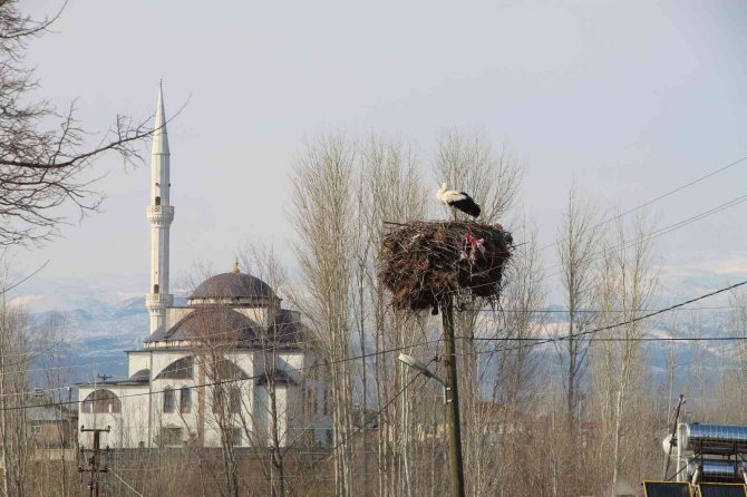 ’Baharın Müjdecisi’ Leylekler, Bingöl’deki Yuvalarına Dönmeye Başladı