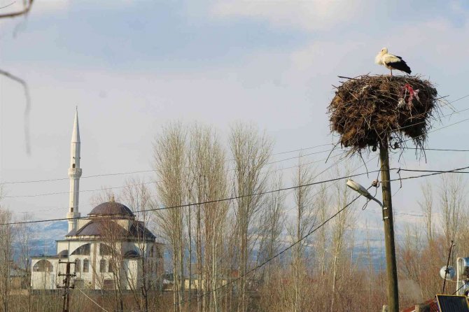 ’Baharın Müjdecisi’ Leylekler, Bingöl’deki Yuvalarına Dönmeye Başladı