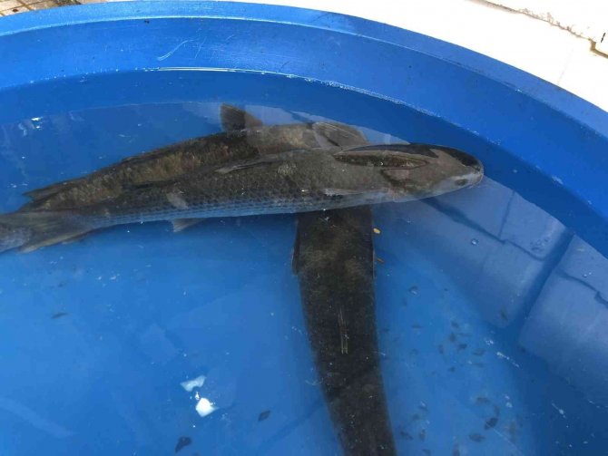 Canlı Kefal Tezgahta İlgi Odağı Oldu