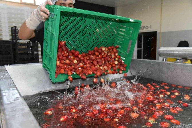 Sındırgı’nın Adı Jeotermalle Üretilen Sağlıklı Gıda İle Duyulacak