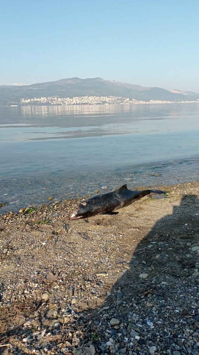 Bursa’da Ölü Yunus Sahile Vurdu