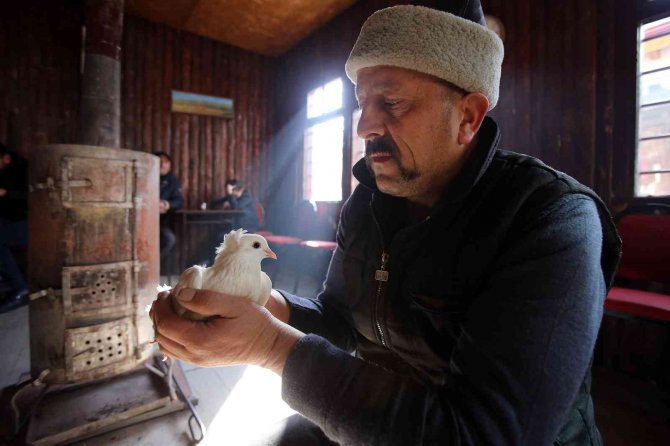 Sahibinin Ömrünü Uzatan Güvercin: Kelkit Tepelisi