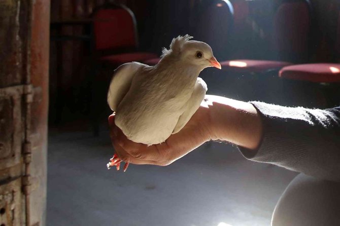 Sahibinin Ömrünü Uzatan Güvercin: Kelkit Tepelisi