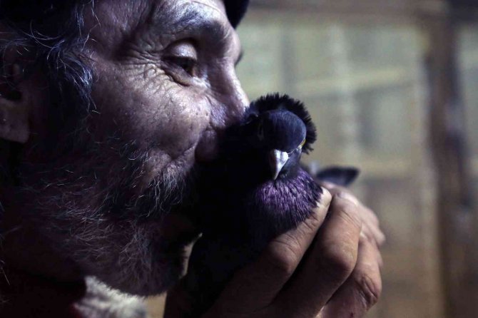 Sahibinin Ömrünü Uzatan Güvercin: Kelkit Tepelisi