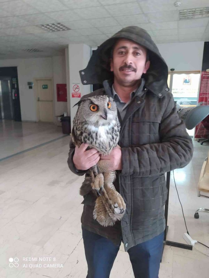 Kargaların Saldırdığı Baykuş Hakkari Valiliği’ne Sığındı