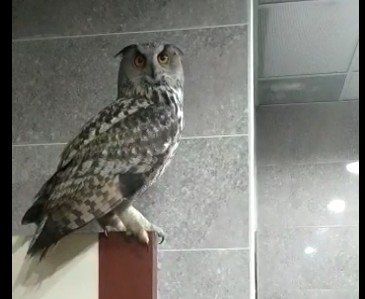 Kargaların Saldırdığı Baykuş Hakkari Valiliği’ne Sığındı