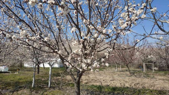 Elazığ’da Badem Ve Kayısı Ağaçları Çiçek Açtı