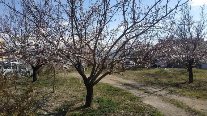 Elazığ’da Badem Ve Kayısı Ağaçları Çiçek Açtı
