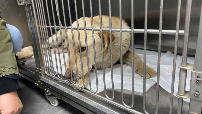 Hemşire Sahiplendiği Köpeğine Çarpan Aracın Peşini Bırakmadı, Sürücüden Şikayetçi Oldu