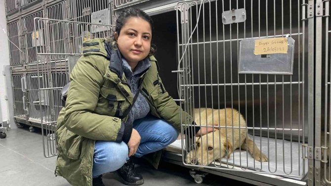 Hemşire Sahiplendiği Köpeğine Çarpan Aracın Peşini Bırakmadı, Sürücüden Şikayetçi Oldu