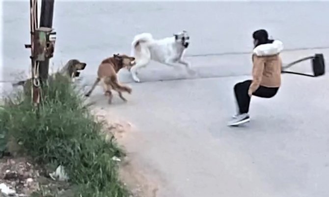 Köpeklerin Saldırdığı Genç Kızın Korku Dolu Anları Kamerada