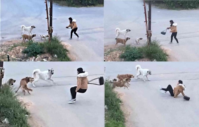 Köpeklerin Saldırdığı Genç Kızın Korku Dolu Anları Kamerada