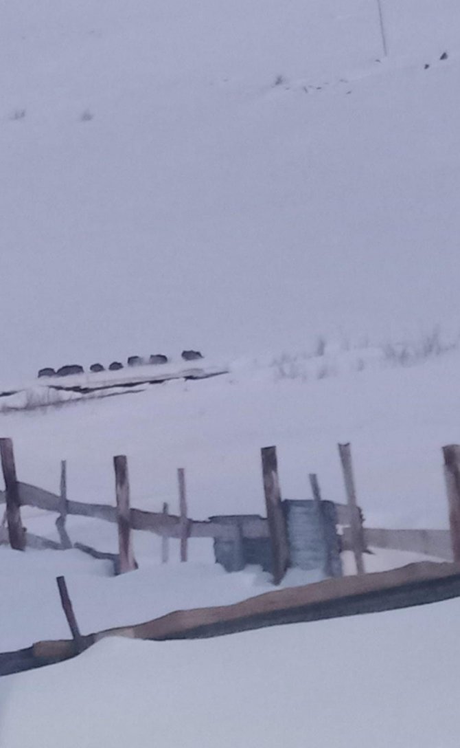 Sarıkamış’ta Aç Kalan Domuz Sürüsü Köye İndi
