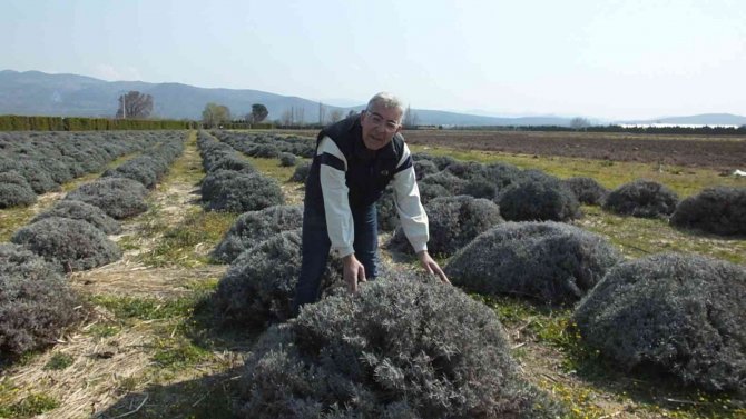Balıkesir Tıbbı Ve Aromatik Bitki Yetiştiriciliği Eğitim Merkezi Oldu