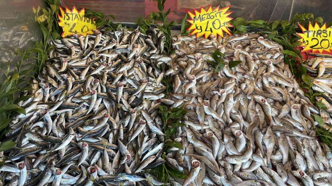 Karadeniz’deki Avcılık Yasağının Fiyatlara Yansıması Bekleniyor