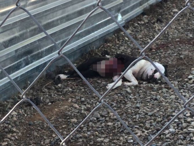 Çanakkale Belediye Barınağı’nda Aç Kalan Pitbulllar Birbirini Parçaladı