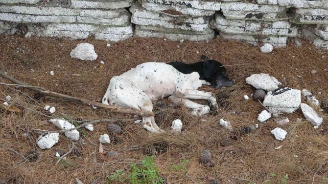 Çanakkale Belediye Barınağı’nda Aç Kalan Pitbulllar Birbirini Parçaladı