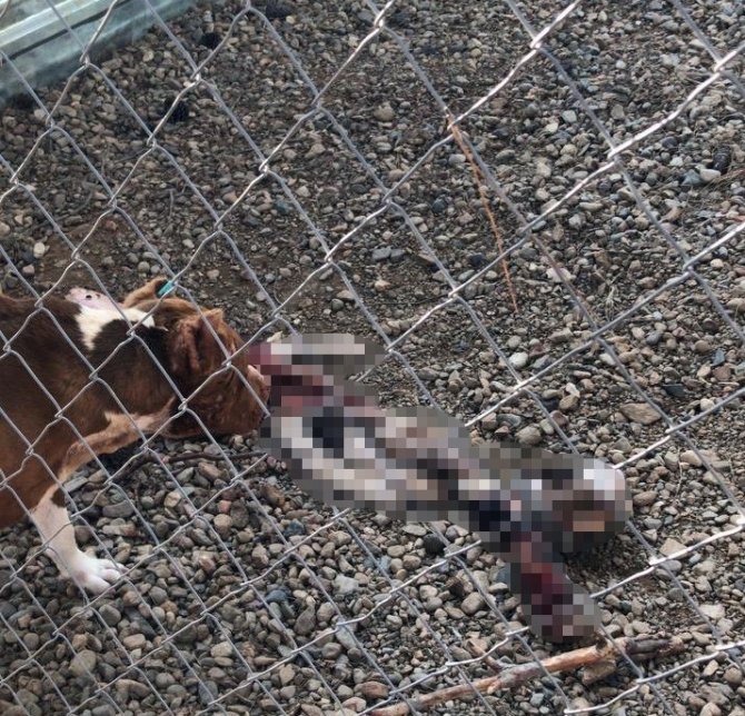 Çanakkale Belediye Barınağı’nda Aç Kalan Pitbulllar Birbirini Parçaladı