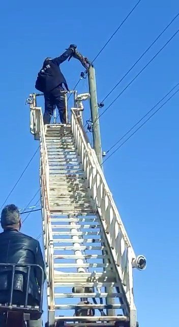 Elektrik Direğinde Mahsur Kalan Kedi Kurtarıldı