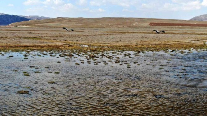 Asırlık Misafirler Yine Geldi, Bir Aile Caminin Diğeri Kilisenin Çatısına Kondu