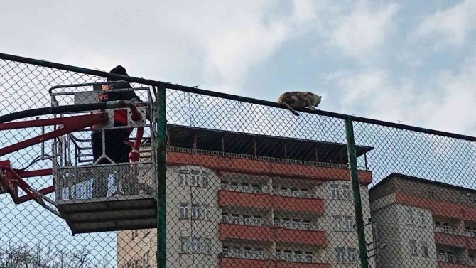 Tel Örgülerde Mahsur Kalan Kedi İçin Seferberlik