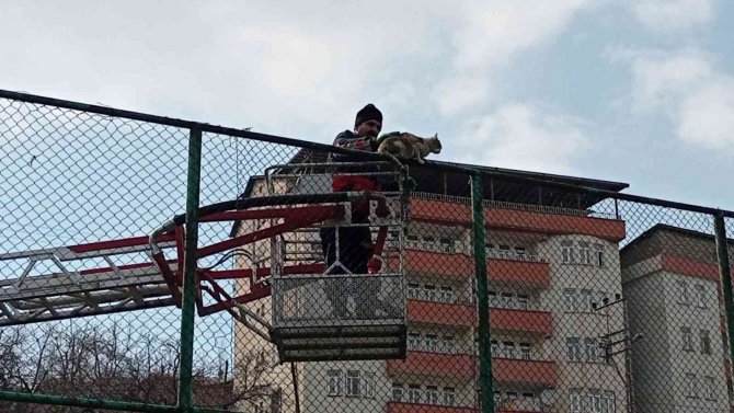 Tel Örgülerde Mahsur Kalan Kedi İçin Seferberlik
