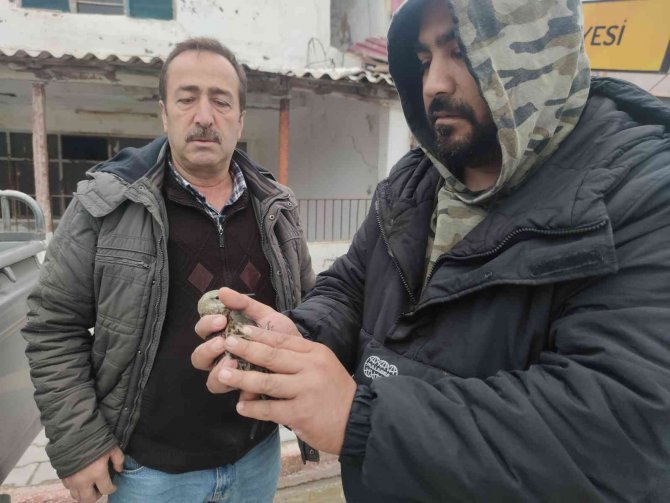 Yaralı ’Dövüşken Kuş’ Tedaviye Alındı