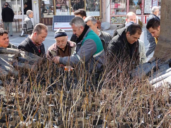 Hisarcık’ta Bin 500 Fidan Dağıtıldı