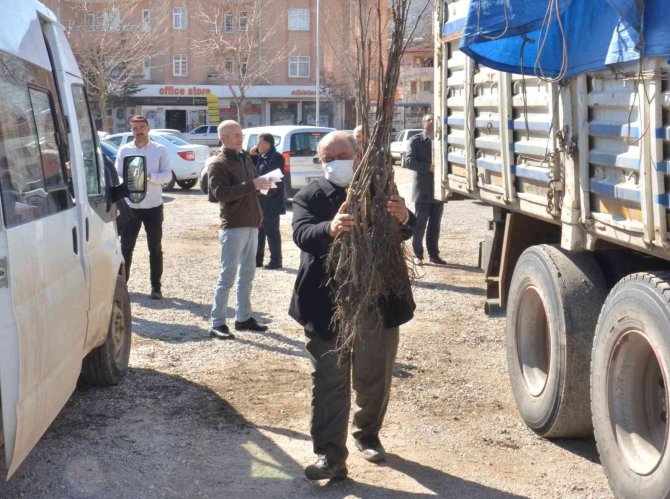 Elbistan’da Üreticilere 6 Bin 300 Adet Ceviz Fidanı Dağıtıldı