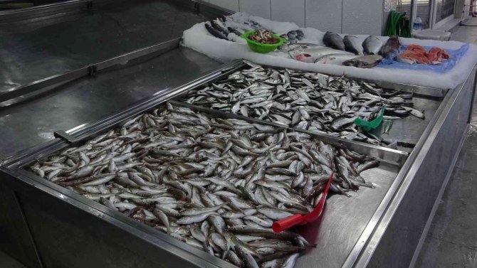 Karadenizli Balıkçılardan Sezon Değerlendirmesi