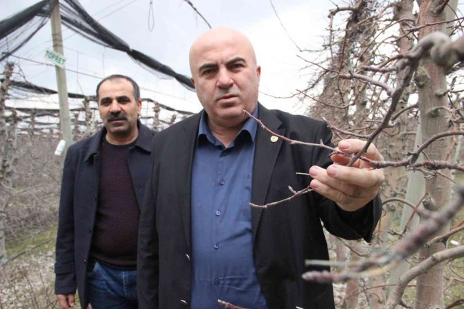 Mart Ayının Soğuk Geçmesi Elmada Don Riskini Azalttı