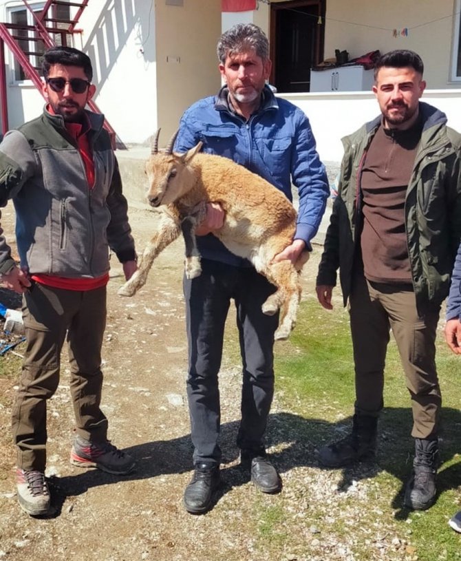 Köpeklerin Saldırısından Kaçan Yavru Yaban Keçisi Eve Sığındı