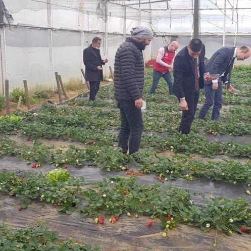 Köyceğiz’de Alabalık Ve Çilek Üretim Alanlarında İncelemelerde Bulunuldu