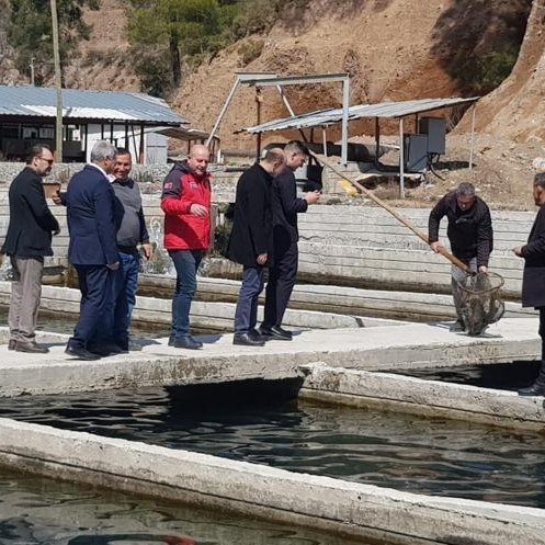 Köyceğiz’de Alabalık Ve Çilek Üretim Alanlarında İncelemelerde Bulunuldu