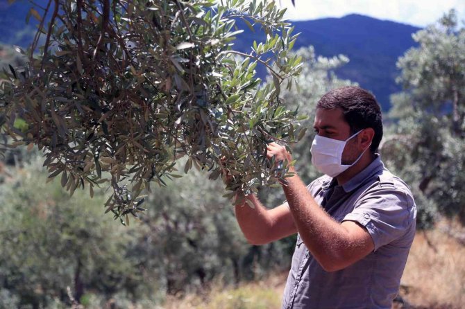 Muğla’daki Zeytin Verimsizliği Masaya Yatırıldı