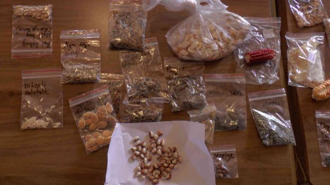 Ata Tohumlarını Önce Üretiyorlar, Sonra Paylaşıyorlar