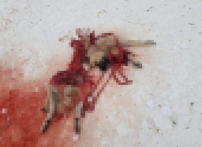 Şehre İnen Aç Kurtlar Bir Köpeği Parçaladı